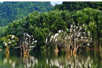 800.000 EUR bảo vệ rừng ngập mặn