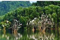 800.000 EUR bảo vệ rừng ngập mặn