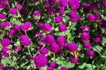 Phối hợp nhiều vị thuốc mới hiệu quả