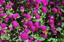 Phối hợp nhiều vị thuốc mới hiệu quả