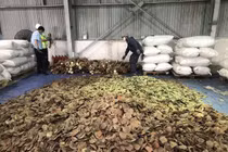 Số hàng hóa nghi là ngà voi và và vảy tê tê được phát hiện khi cơ quan chức năng mở container khám xét.