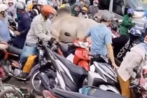 Bò "điên" húc loạt người đi xe máy trên quốc lộ