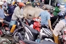 Bò "điên" húc loạt người đi xe máy trên quốc lộ