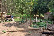 Bình Phước: Voi rừng xuất hiện ở rẫy của dân tại huyện Đồng Phú