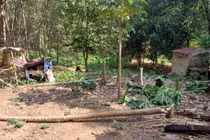 Bình Phước: Voi rừng xuất hiện ở rẫy của dân tại huyện Đồng Phú