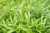 Dưỡng da, chăm sóc tóc bằng lá dứa