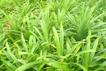 Dưỡng da, chăm sóc tóc bằng lá dứa