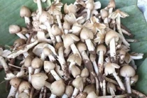 Nấm mối đầu mùa giá gần 1 triệu đồng/kg 