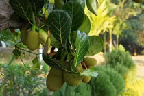 Công dụng của mít non không phải ai cũng biết