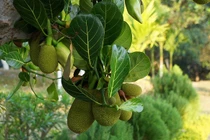 Công dụng của mít non không phải ai cũng biết