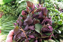 Uống nước lá tía tô có tác dụng gì?