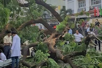 Hiện trường vụ cây xanh bật gốc trước cổng trường, 5 người bị thương
