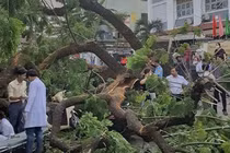 Hiện trường vụ cây xanh bật gốc trước cổng trường, 5 người bị thương