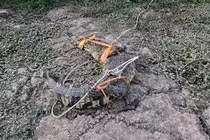 Phát hiện cá sấu nặng 20kg, dài 1,6 mét ngay trước sân nhà