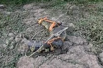 Phát hiện cá sấu nặng 20kg, dài 1,6 mét ngay trước sân nhà