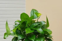 Để những loại cây này trong nhà giúp sạch sẽ thoáng mát