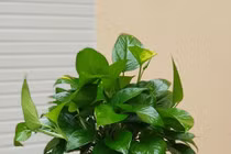 Để những loại cây này trong nhà giúp sạch sẽ thoáng mát