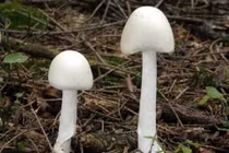 Hoà Bình: Cả gia đình bị ngộ độc nấm sau bữa ăn trưa