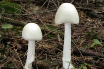 Hoà Bình: Cả gia đình bị ngộ độc nấm sau bữa ăn trưa