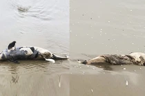 Liên tiếp phát hiện xác cá voi trôi dạt vào bờ biển