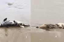 Liên tiếp phát hiện xác cá voi trôi dạt vào bờ biển