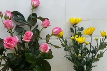 Mẹo cắm hoa tươi lâu cực kỳ đơn giản