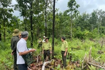 Hơn 500 vụ phá, lấn chiếm đất rừng trái phép với diện tích hơn 360 ha 