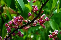 Tác dụng bất ngờ của hoa khế ít người biết