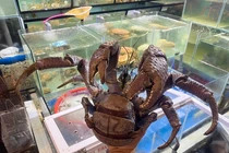 Cua dừa càng “khủng” siêu đắt 