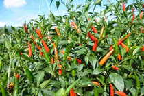 Bài thuốc chữa bệnh từ cây, quả ớt