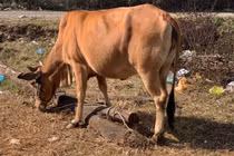 Đắk Lắk: Trộm bò liên tỉnh bằng xe tải 