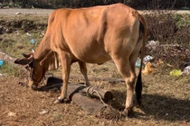 Đắk Lắk: Trộm bò liên tỉnh bằng xe tải 