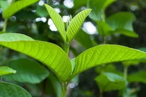 Tác dụng của lá ổi tươi