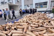 Hải Phòng: Bắt giữ lô ngà voi nhập lậu lớn nhất từ trước đến nay