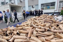 Hải Phòng: Bắt giữ lô ngà voi nhập lậu lớn nhất từ trước đến nay