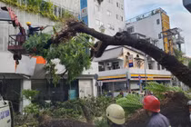 Vụ cây xanh bật gốc, nhiều người bị thương: UBND TP.HCM chỉ đạo gì?