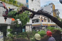 Vụ cây xanh bật gốc, nhiều người bị thương: UBND TP.HCM chỉ đạo gì?