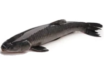 Những loại cá không nên ăn nhiều