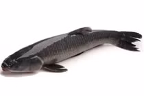 Những loại cá không nên ăn nhiều