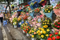 Hà Nội: Giá hoa tươi tăng mạnh trước thềm 8/3