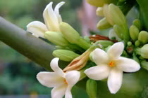 4 nhóm người cần tránh xa hoa đu đủ đực