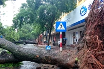 Cần thường xuyên rà soát và xử lý cây xanh có nguy cơ ngã đổ