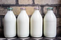 Những loại sữa phù hợp với người bệnh gout