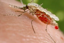 Phòng tránh muỗi đốt đơn giản từ thiên nhiên