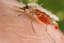 Phòng tránh muỗi đốt đơn giản từ thiên nhiên