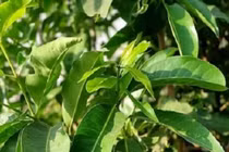 Uống nước lá vối mang lại lợi ích gì?