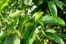 Uống nước lá vối mang lại lợi ích gì?