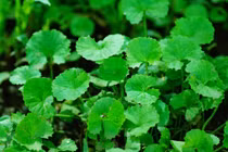 Một số cách làm đẹp với rau má