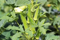 6 tác dụng không ngờ của quả đậu bắp ít người biết