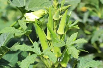 6 tác dụng không ngờ của quả đậu bắp ít người biết